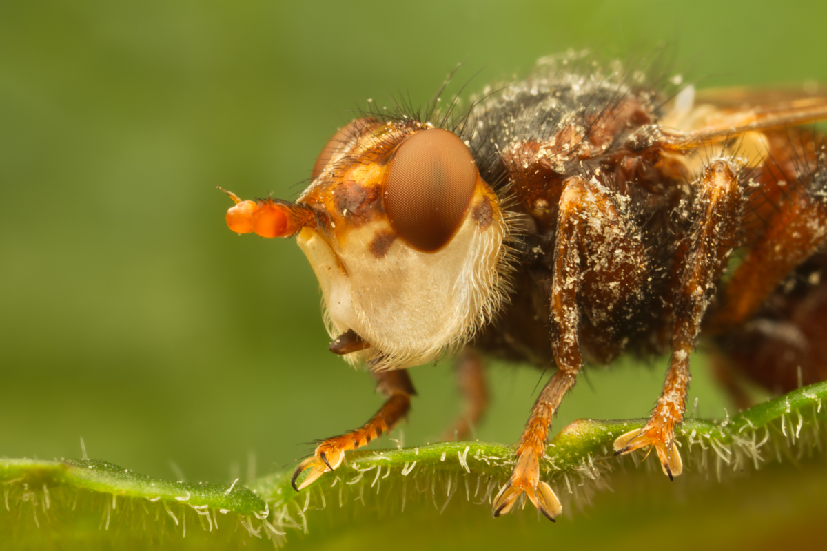 Conopid Fly (Myopa tesselatipennis)